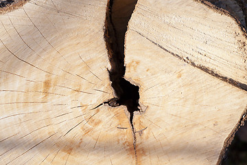 Image showing the sawn tree 