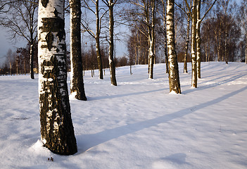 Image showing trees in the winter  