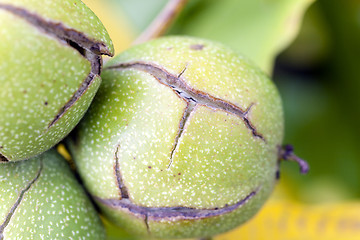 Image showing walnut  