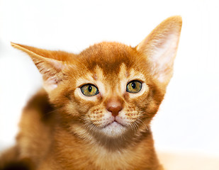 Image showing Abyssinian kitten  