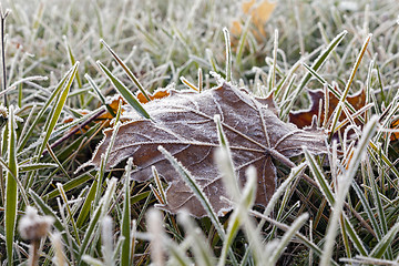 Image showing frozen grass 