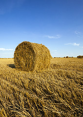 Image showing agricultural field  