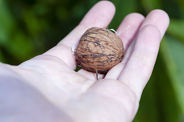 Image showing walnut  