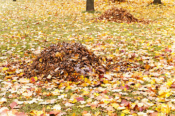 Image showing foliage of trees  