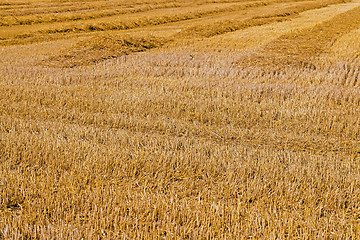 Image showing field with straw  