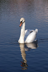 Image showing white swan floating.