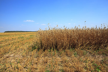 Image showing harvesting  