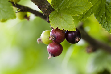 Image showing currant berries  