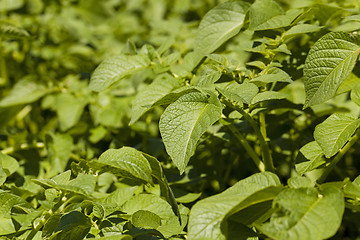 Image showing leaf of potatoes  