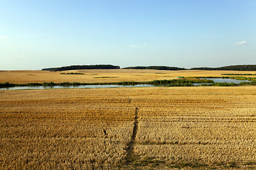 Image showing path in the agricultural field 