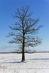 Image showing trees in the winter  