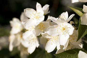 Image showing jasmine flowers  