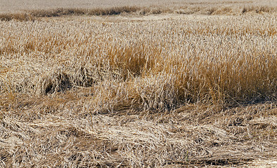 Image showing the destroyed cereals  