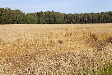 Image showing agricultural field  