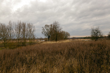 Image showing dried grass  