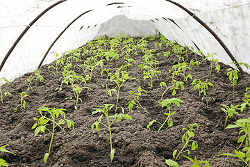 Image showing   tomatoes 