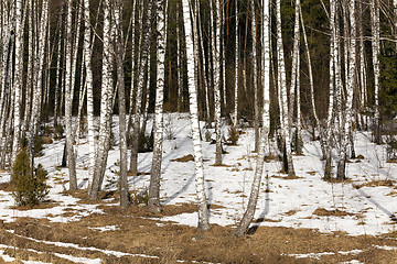 Image showing birch grove in winter  