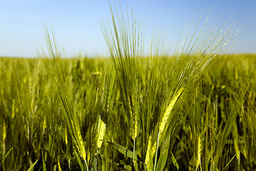 Image showing ears of rye  