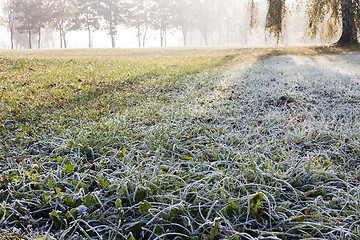 Image showing frozen grass  