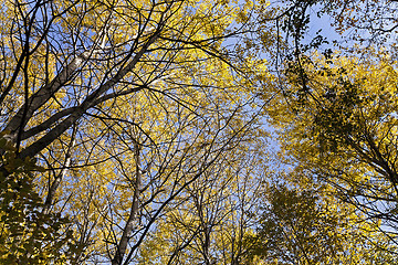 Image showing the autumn wood  