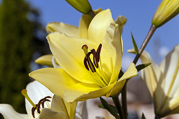 Image showing Yellow lily flower  