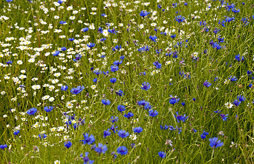 Image showing blooming chamomile and cornflower  