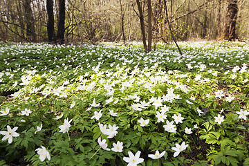 Image showing spring flowers  