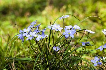 Image showing spring flowers  