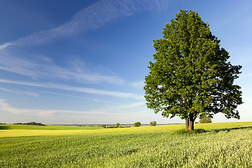 Image showing lonely tree in a field  