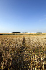 Image showing path in the agricultural field 