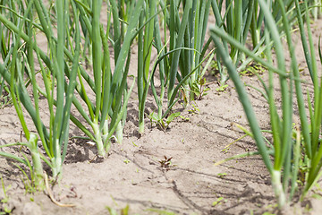 Image showing leaves leek  