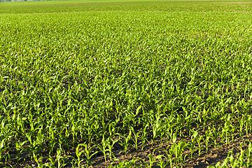 Image showing corn sprouts  