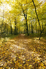 Image showing the autumn wood  