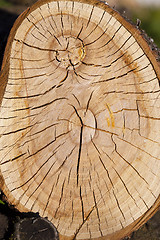 Image showing the sawn tree 