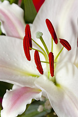 Image showing lily flower  