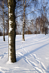 Image showing birch grove in winter 