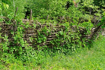 Image showing Vine-covered rickety lath fence in Ukrainian village at summer