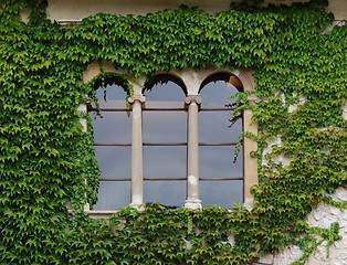 Image showing Castle window with ivy in Slovenia