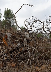 Image showing Big tangled snag on the hill 