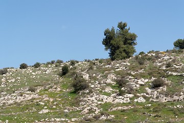 Image showing Lonely tree on the slope of the Mediterranean hill 