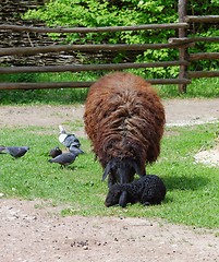 Image showing Brown sheep with a black lamb in a farmyard