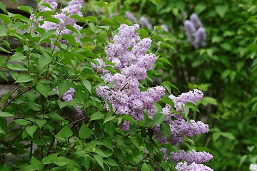 Image showing Delicate pink lilac flowers on the bushes