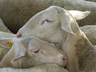 Image showing herd of ewes