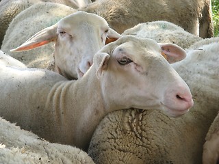 Image showing herd of ewes