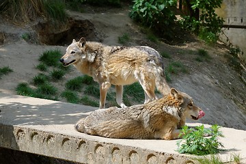 Image showing Two Two gray wolves in a zoo