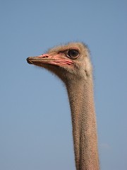 Image showing ostrich