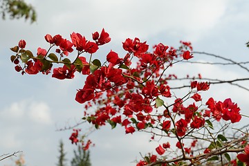 Image showing Branch with red flowers on sky background