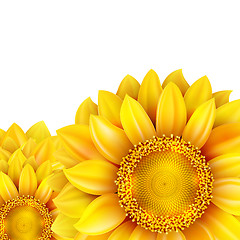 Image showing Sunflower isolated on white background. EPS 10