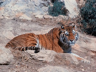 Image showing tiger