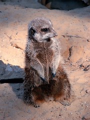 Image showing suricate